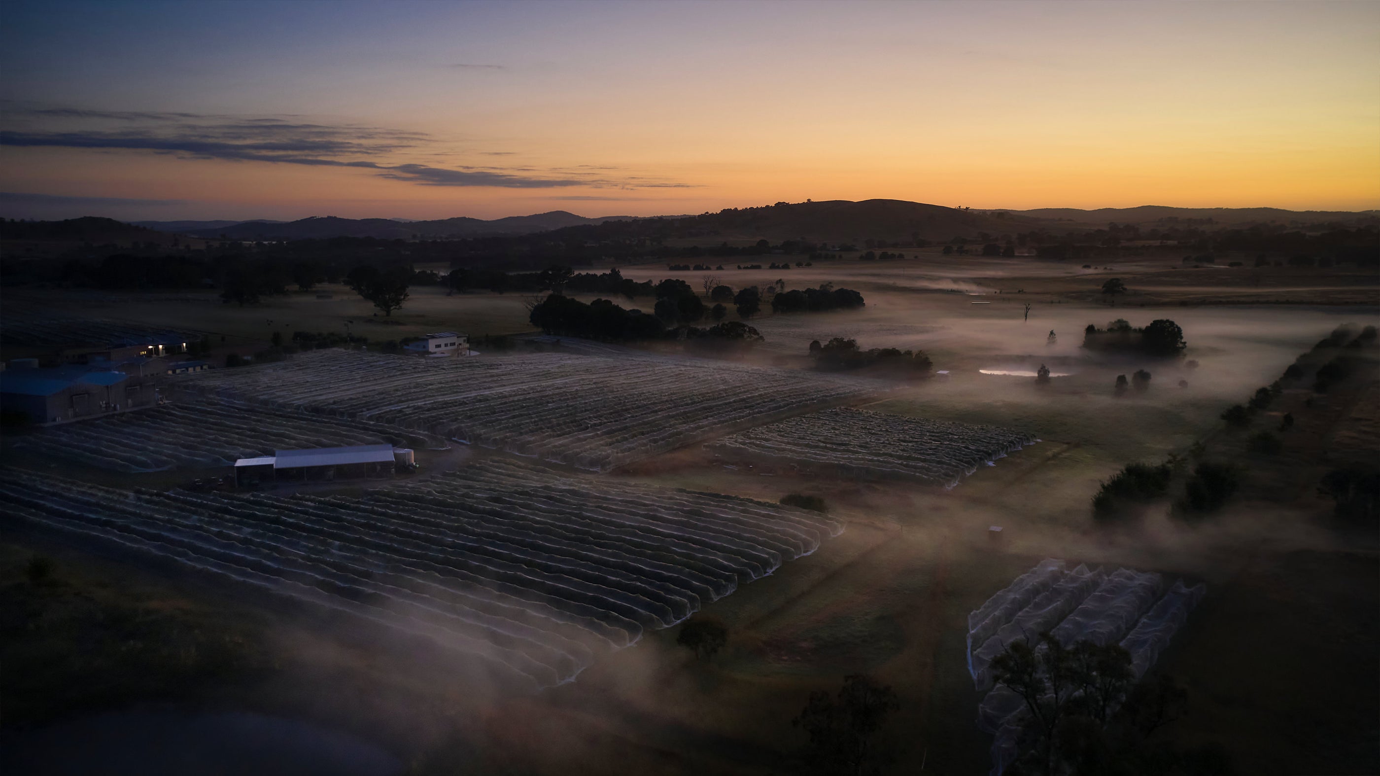 Sunset drone shot of vineyard