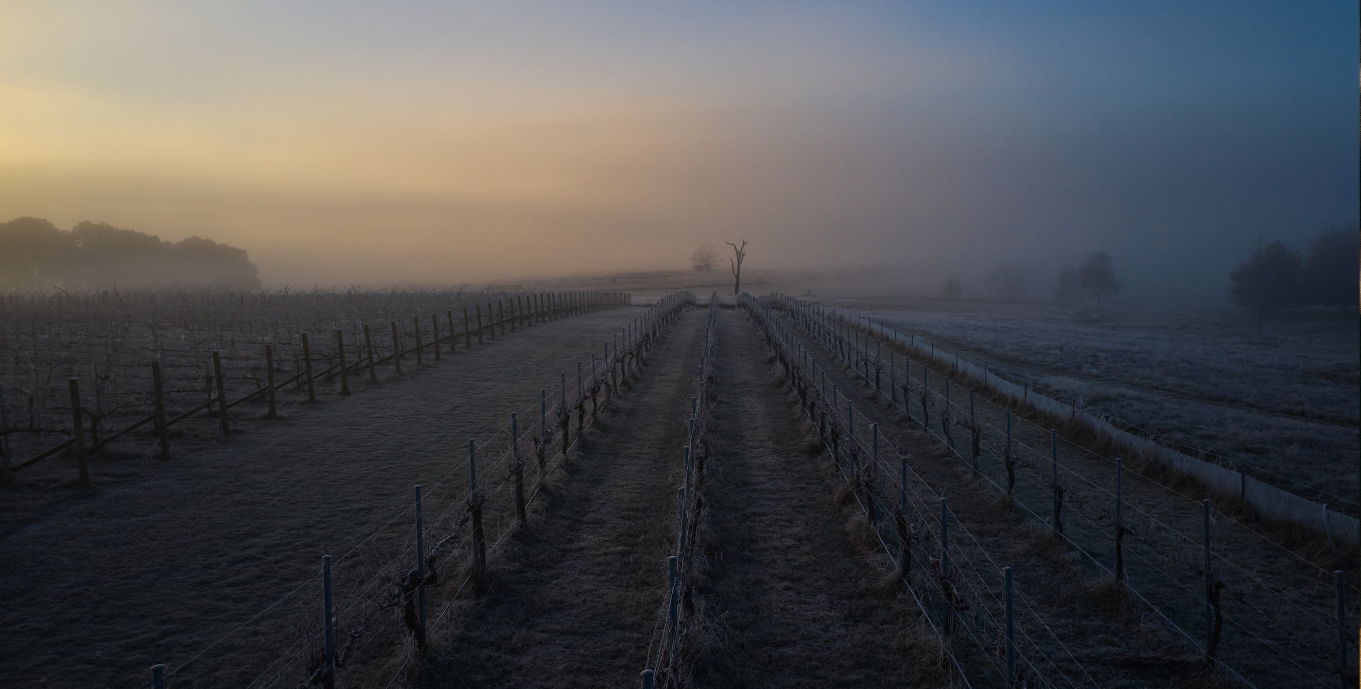 Frosty eastern vineyard before dawn