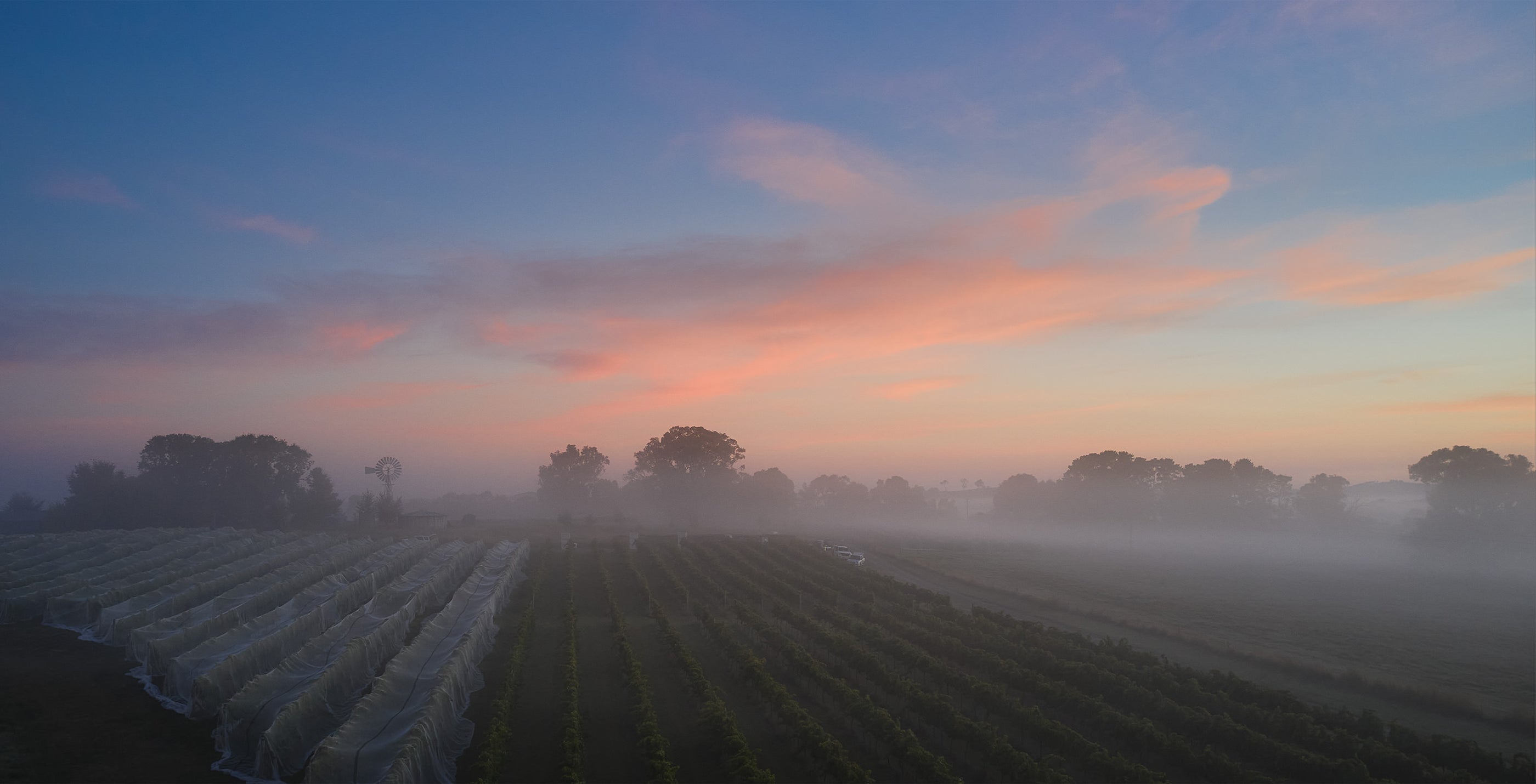 Riesling vineyard at sunset