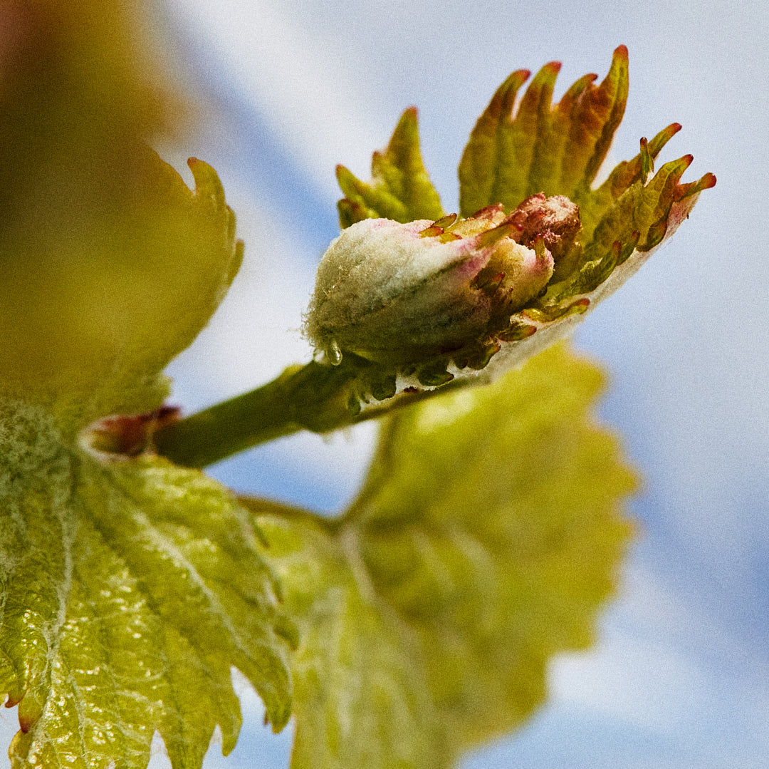 Close up of a Viognier bud