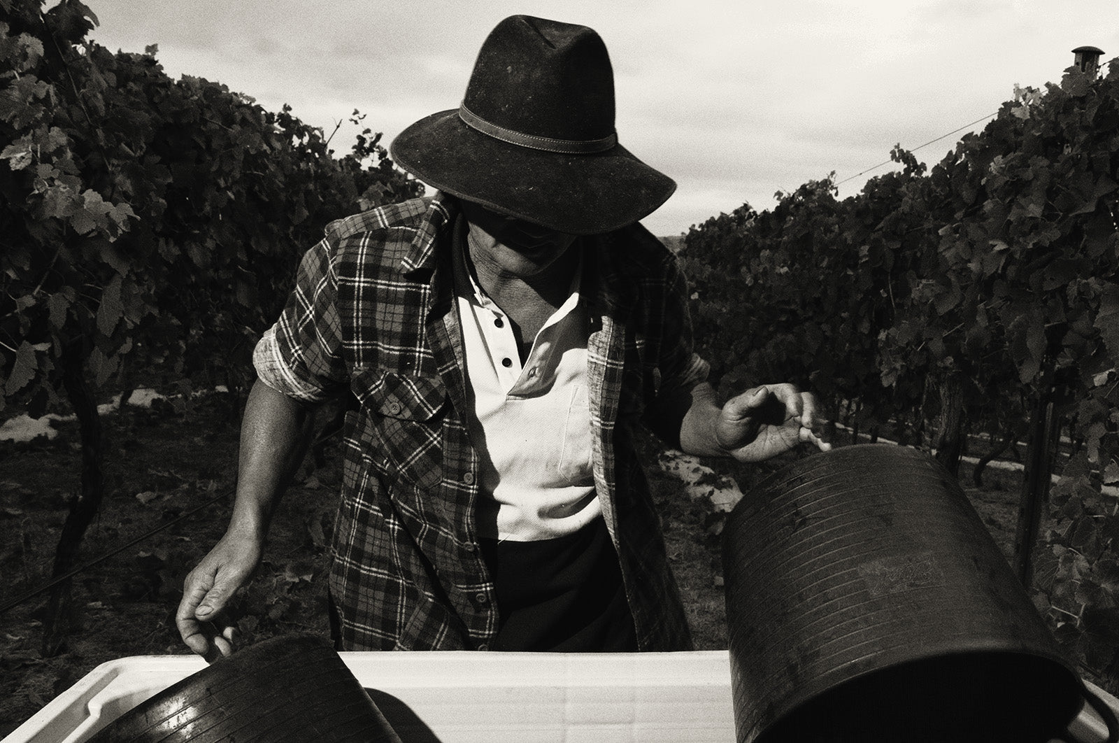 Jeff Fook picking Syrah