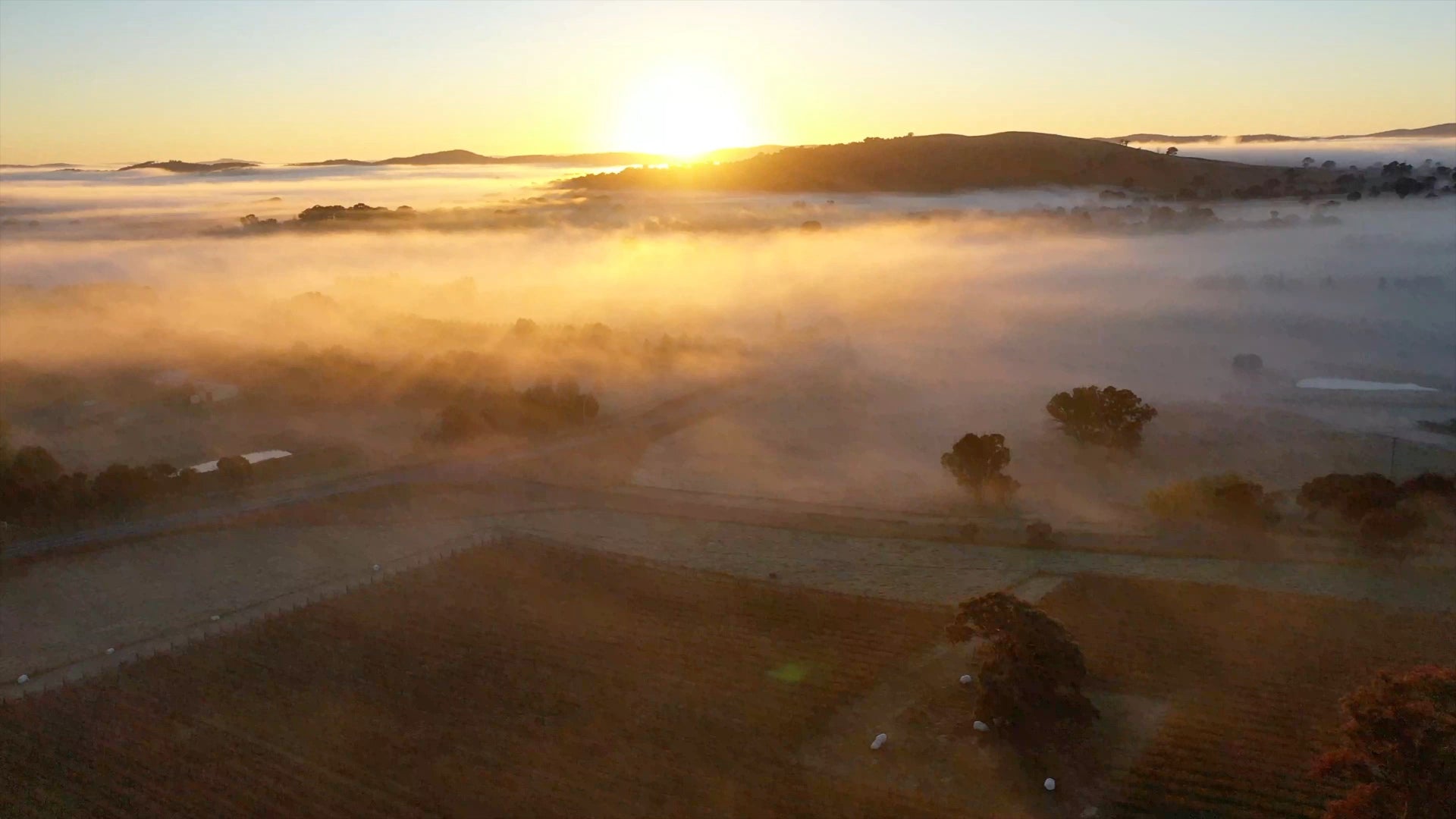 Drone video of Clonakilla vineyards