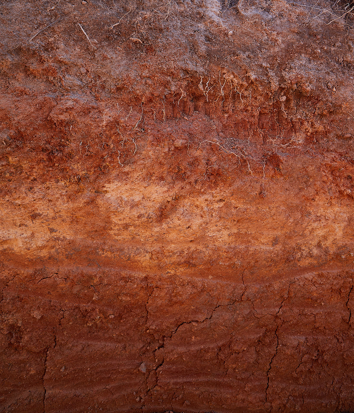 Profile of red soil